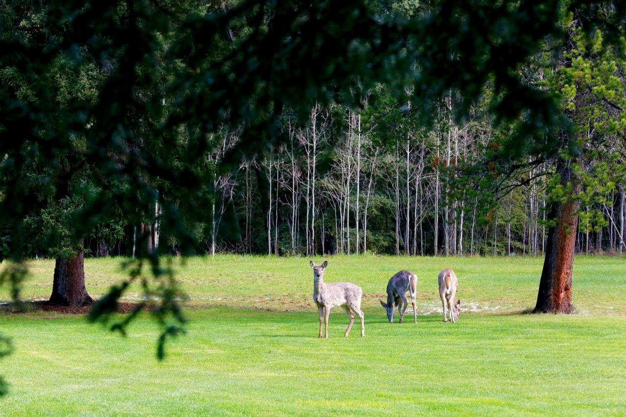 Sleepy Creek Country Manor Bed & Breakfast Bragg Creek Dış mekan fotoğraf